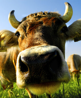 Bild zeigt Kuh auf einer Wiese